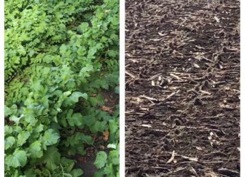 Green plants and barren soil comparison.