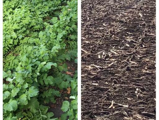 Green plants and barren soil comparison.
