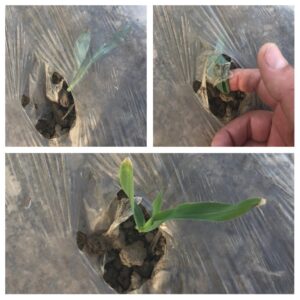 Young plants growing through plastic mulch.