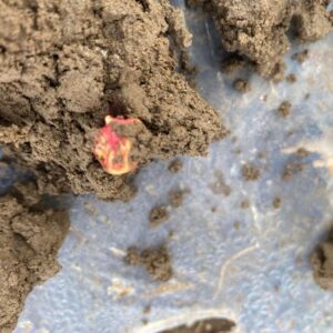 Red seed amidst brown soil and dirt.
