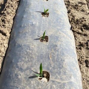 Young plants growing through plastic mulch.