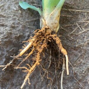 Exposed plant roots in soil.