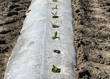 Young plants growing through plastic mulch.