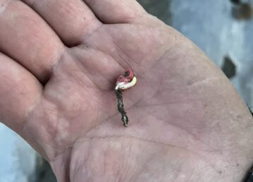 Hand holding a small bait hook.