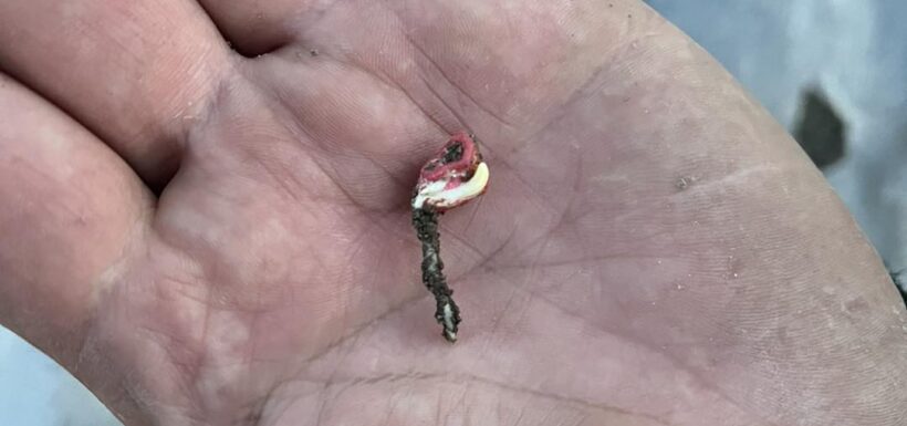 Hand holding a small bait hook.