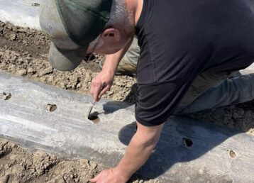 Person planting seeds in prepared soil rows.