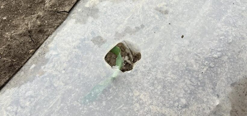 Young plants growing through mulch-covered soil.