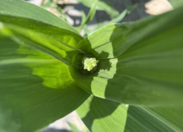 Young corn plant with green leaves.