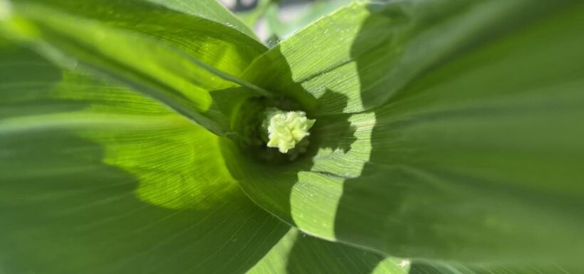 Young corn plant with green leaves.