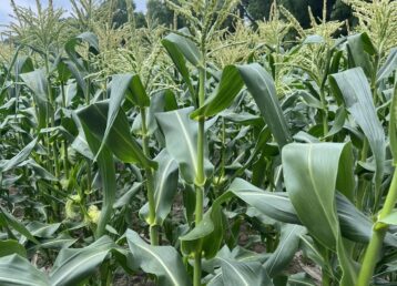 Cornfield with green stalks under cloudy sky.