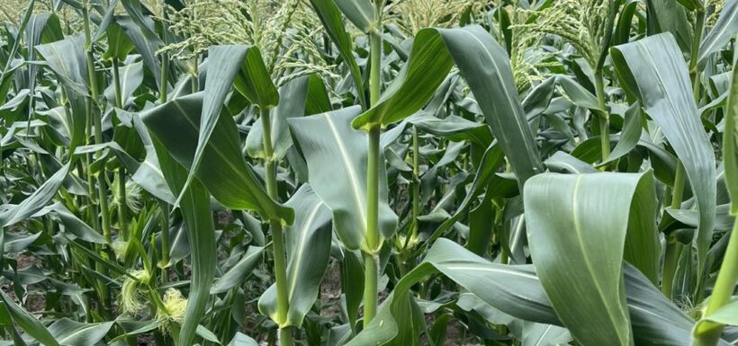 Cornfield with green stalks under cloudy sky.