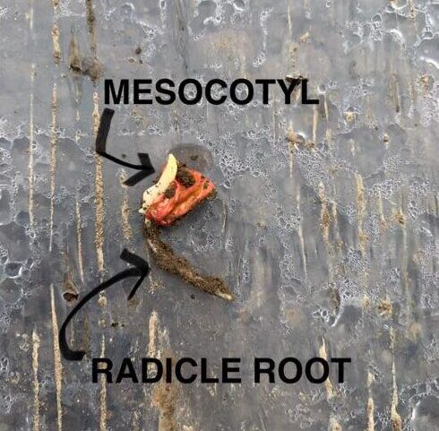 Seedling mesocotyl and radicle root labeled.