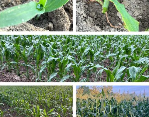 Corn in Stages